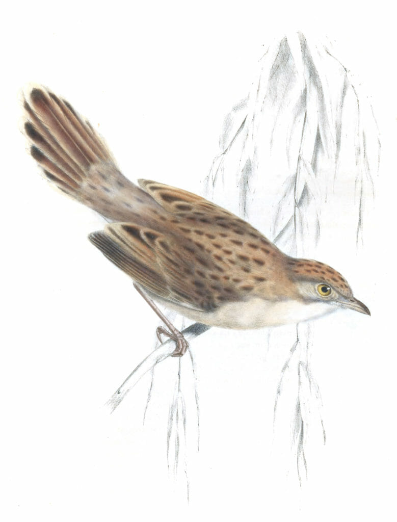 Croaking Cisticola - natalensis sensu stricto - Vintage Bird Illustration