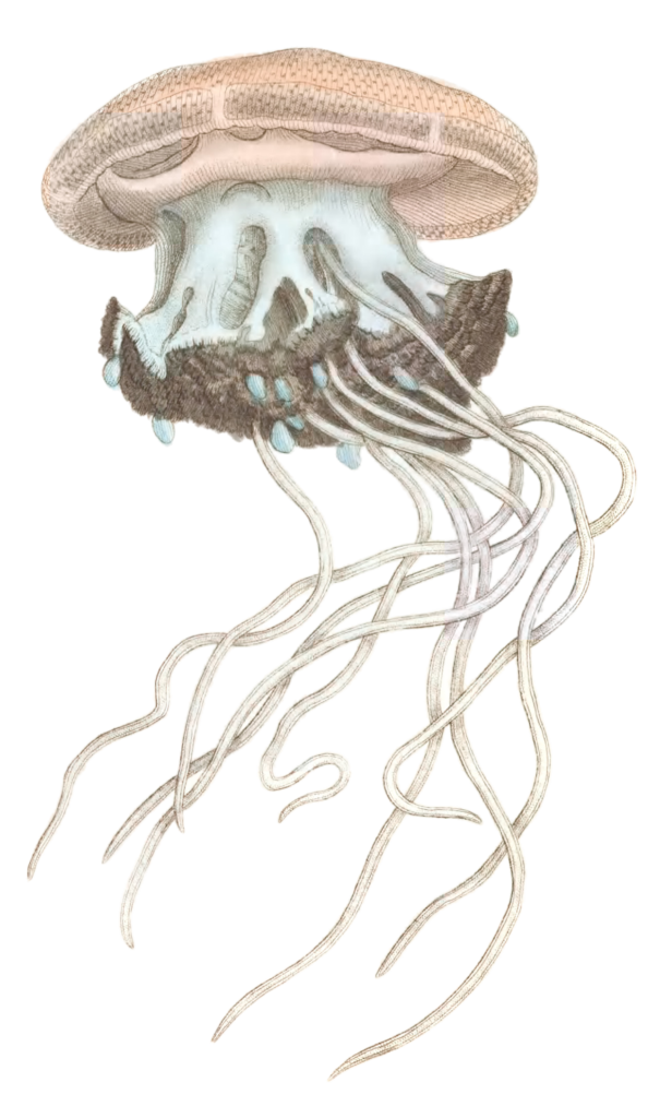 Crowned Jellyfish Medusa Cephea Vintage Jellyfish Illustration