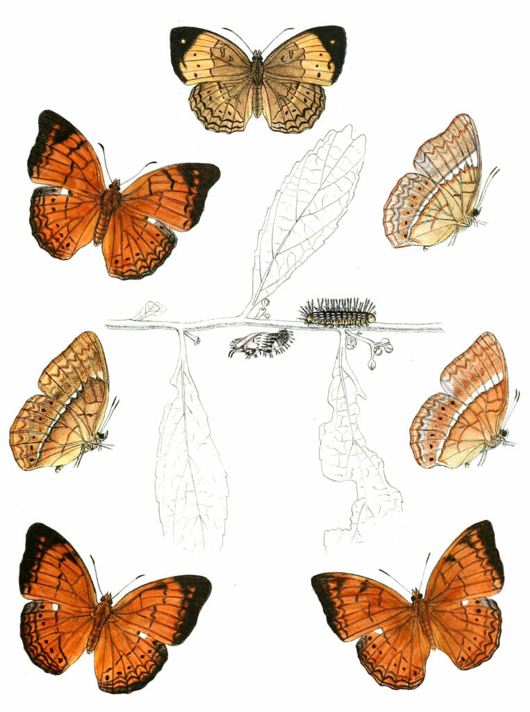 Cupha-placida-Cirrochroa-Thais-Cirrocbroa-cognata-Cirrochroa-Lanka-with-caterpillar-and-pupa