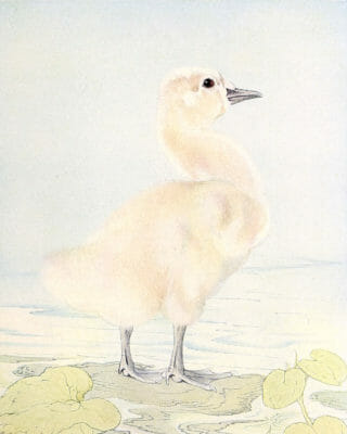 Cydnet Baby Swan Vintage Baby Bird Illustration