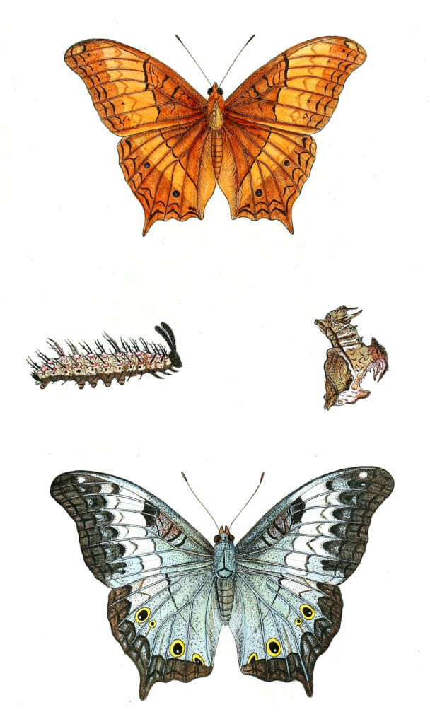 Cynthia-Asela-with-caterpillar-and-pupa