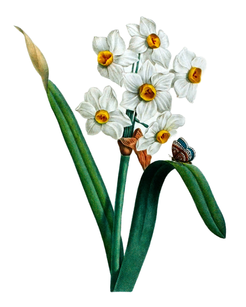 Daffodil Narcisse Vintage Flower Illustration