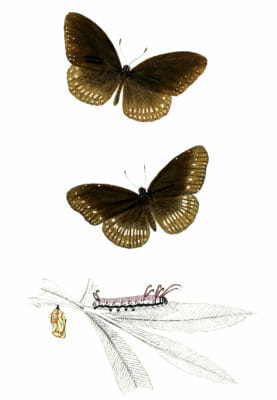 Dark-Brown-butterfly-variety-2-copy