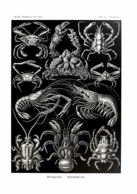 Decapoda Ernst Haeckel Vintage Crab And Lobster Illustrations