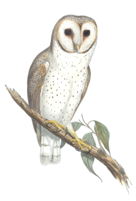 Delicate Owl Bird Vintage Illustrations