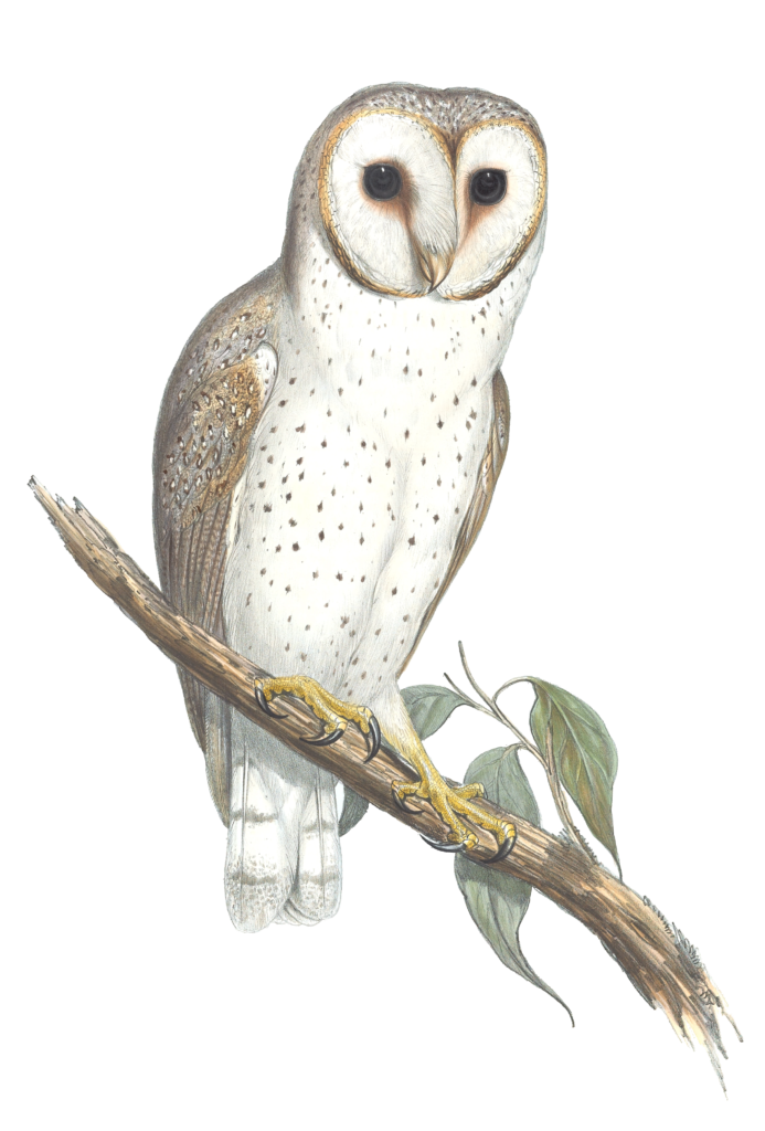 Delicate Owl Bird Vintage Illustrations