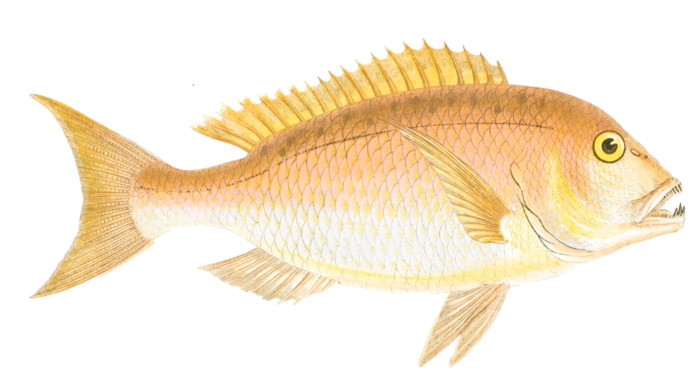 Dentex fish Vintage Illustration