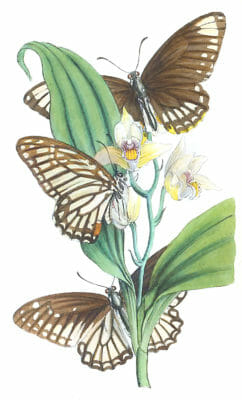 Descriptions Of Three New Asiatic Species Of Papilio Vintage Illustration