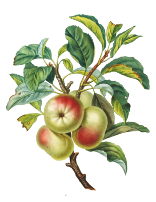 Desert Apple Pomme Dapi Vintage Fruit Illustration