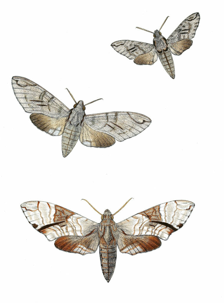 Diludia-Vates-Diludia-Obliqua-Moth-Vintage-Illustration