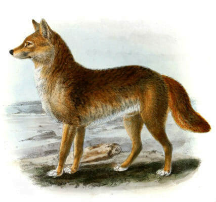 Dingo Canis Dingo Vintage Illustration