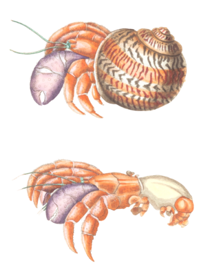 Diogenes Crab Hermit Crab Vintage Illustration