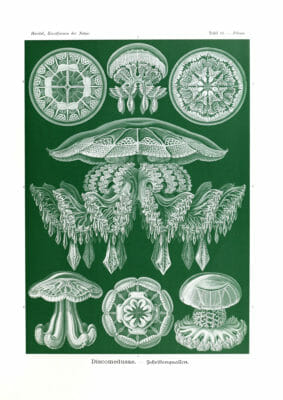 Discomedusae Ernst Haeckel Vintage Jellyfish Illustrations