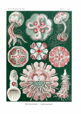 Discomedusae Ernst Haeckel Vintage Jellyfish Illustrations.