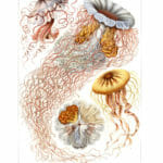 Discomedusae Vintage Jellyfish Illustration