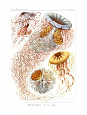 Discomedusae Vintage Jellyfish Illustration