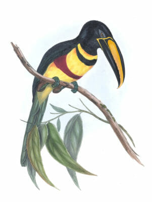 Double-banded-Aracari-Toucan-Pteroglossus-Paecilosternus