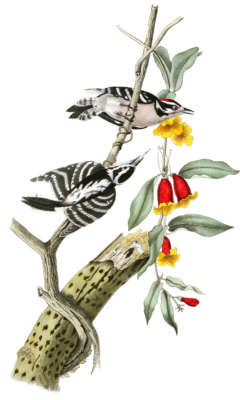 Downy Woodpecker Bird Vintage Illustrations