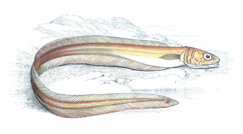 Drummonds Echiodon Fish Vintage Illustration