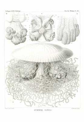 Drymonema Victoria 2 Vintage Jellyfish Illustration