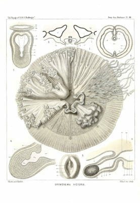 Drymonema Victoria Vintage Jellyfish Illustration