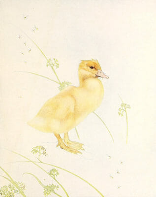 Duckling Vintage Baby Bird Illustration