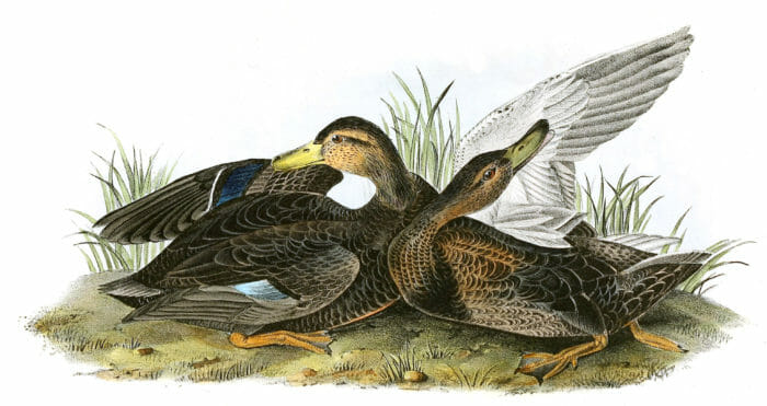 Duskey Duck Bird Vintage Illustrations