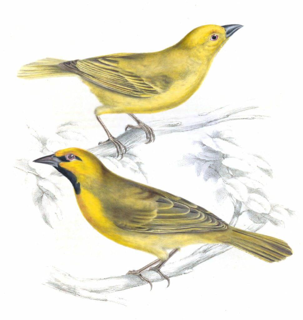 Eastern golden weaver - Ploceus Subaureus - Vintage Bird Illustration
