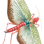 Egyptian Locust Vintage Insect Illustration