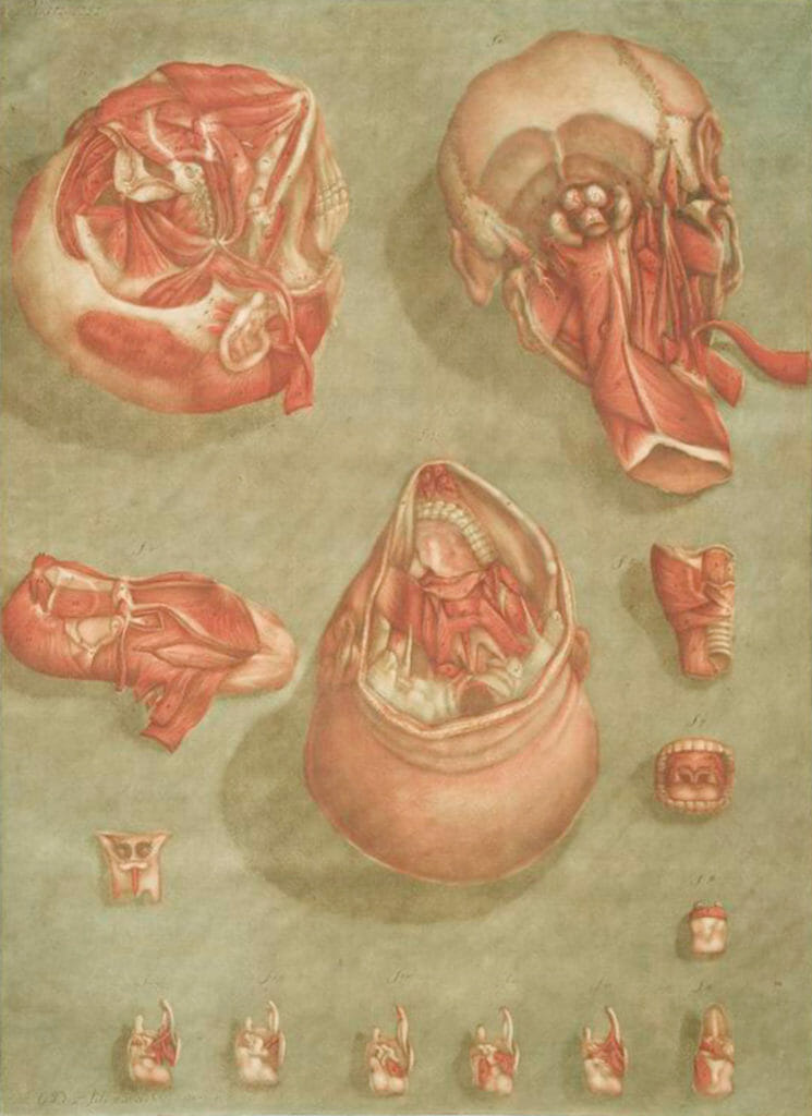 Elle Presente En Detail Certains Muscles De La Tete.... Pl. 12 Muscle Structure Of Human Head Rear Vintage Anatomy Illustrations