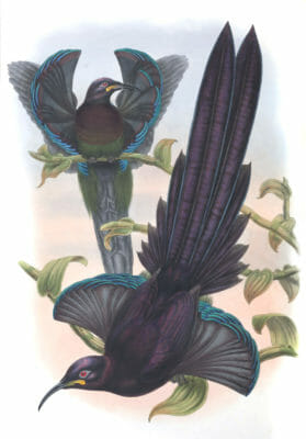 Elliots Bird Of Paradise Vintage Illustration