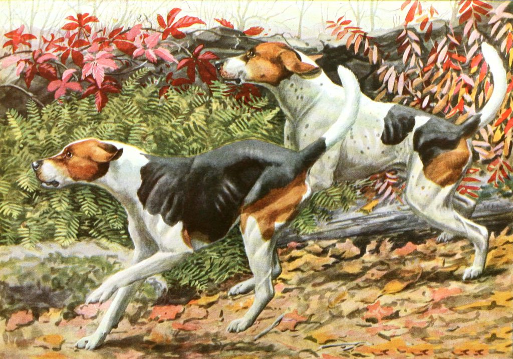 English Foxhound and American Foxhound dogs Vintage Illustrations