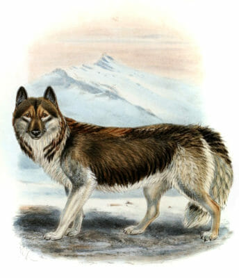 Esquimaux Dog Canis Familiaris Vintage Illustration