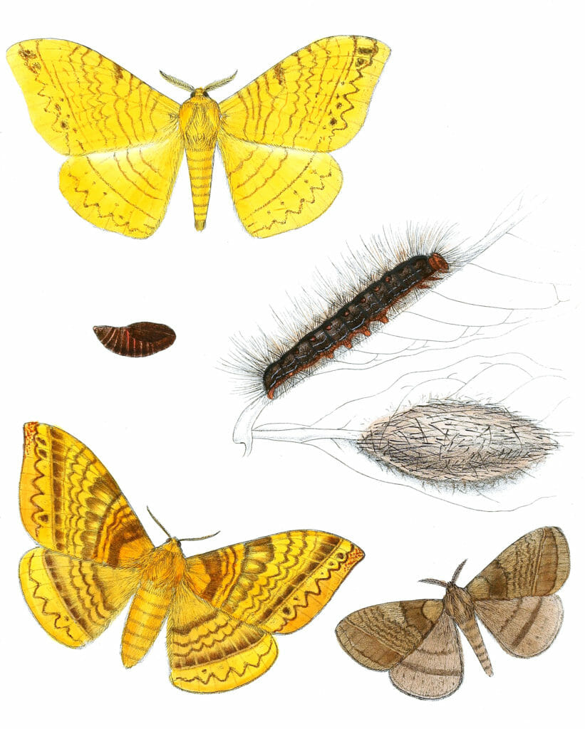 Eupterote-Ochripicta-Tagora-Murina-Moth-Vintage-Illustration