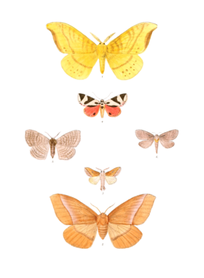 Eupterote-fasciata-Horanpella-Cinnamomea-Padala-Dolosa-Attaatha-regalis-Chilena-Similis-Hepialus-Taprobanus