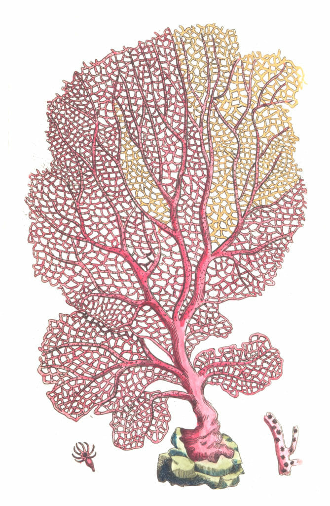 Fan Gorgonia Coral Vintage Coral Illustration