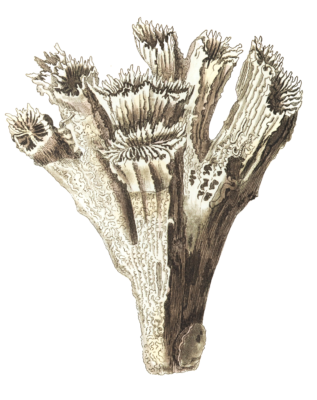 Fastigiated Madrepore Vintage Coral Illustration