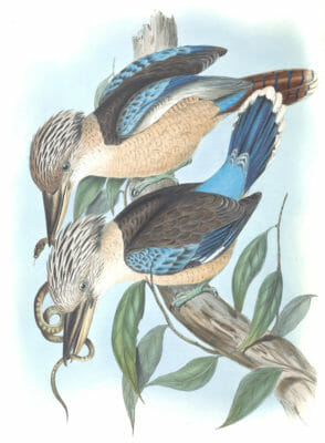 Fawn Breasted Kingfisher Blue Tailed Kookaburra Bird Vintage Illustrations