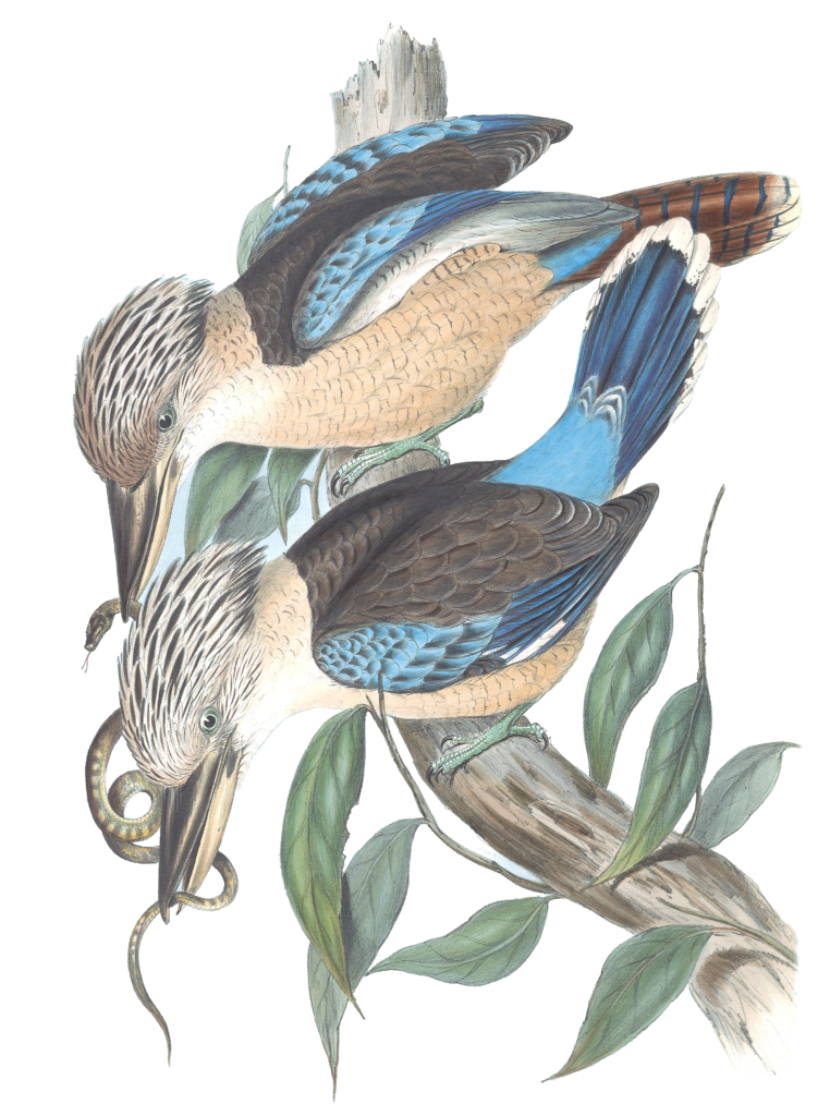 Fawn Breasted Kingfisher Blue Tailed Kookaburra Bird Vintage Illustrations