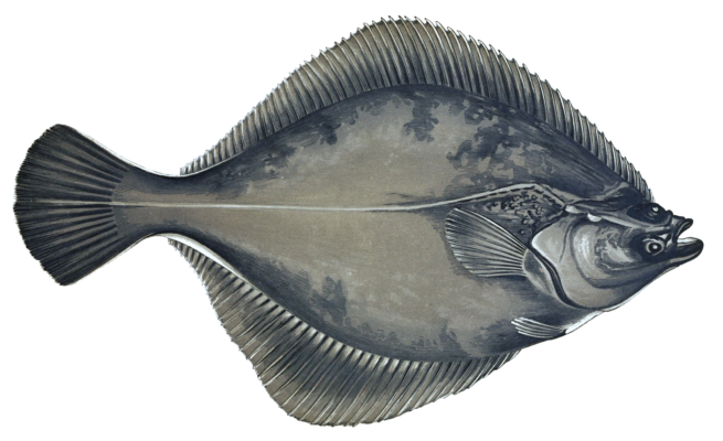 Flounder Fish Vintage Illustration