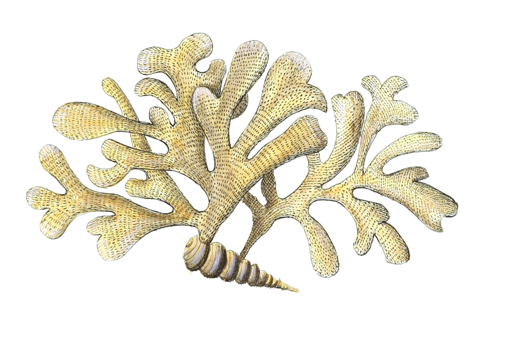 Fluffa Papyracea Vintage Coral Illustration