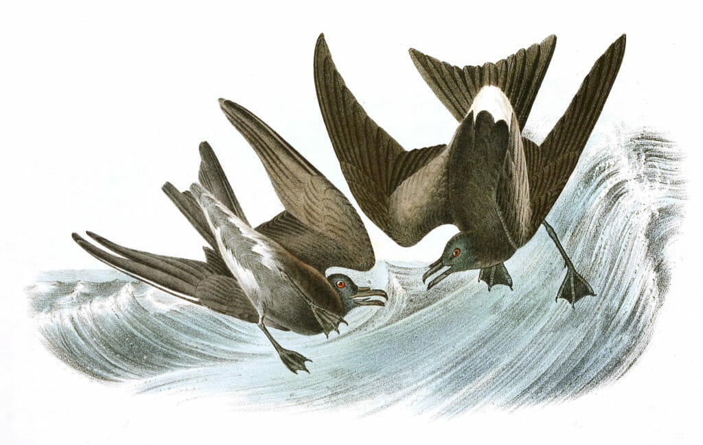 Forked Tailed Petrel Bird Vintage Illustrations