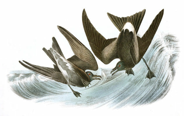 Forked Tailed Petrel Bird Vintage Illustrations