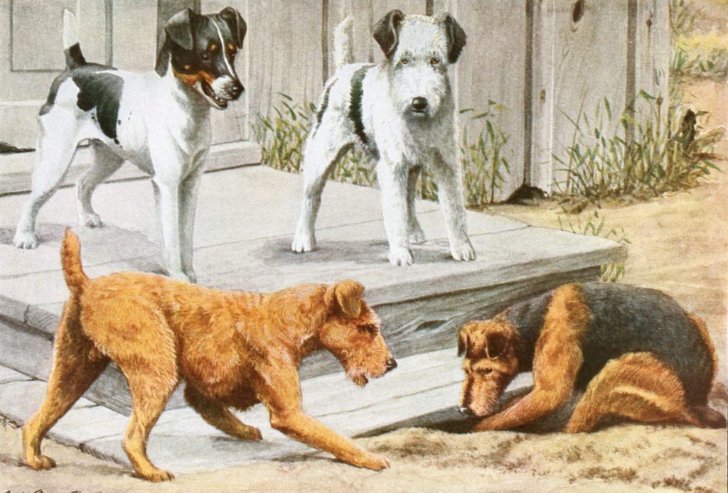 Fox Terrier Irish Terrier Fox Terrier and Welsh Terrier DOgs Vintage Illustrations