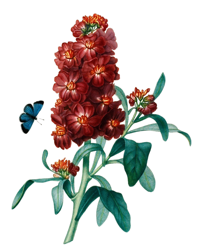 Giroflee Vintage Flower Illustration