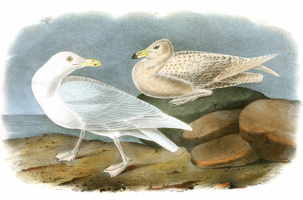 Glaucus Gull Bird Vintage Illustrations