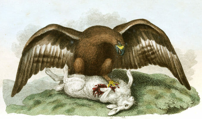 Goilden Eagle Standing over a white Rabbit Vintage Illustration