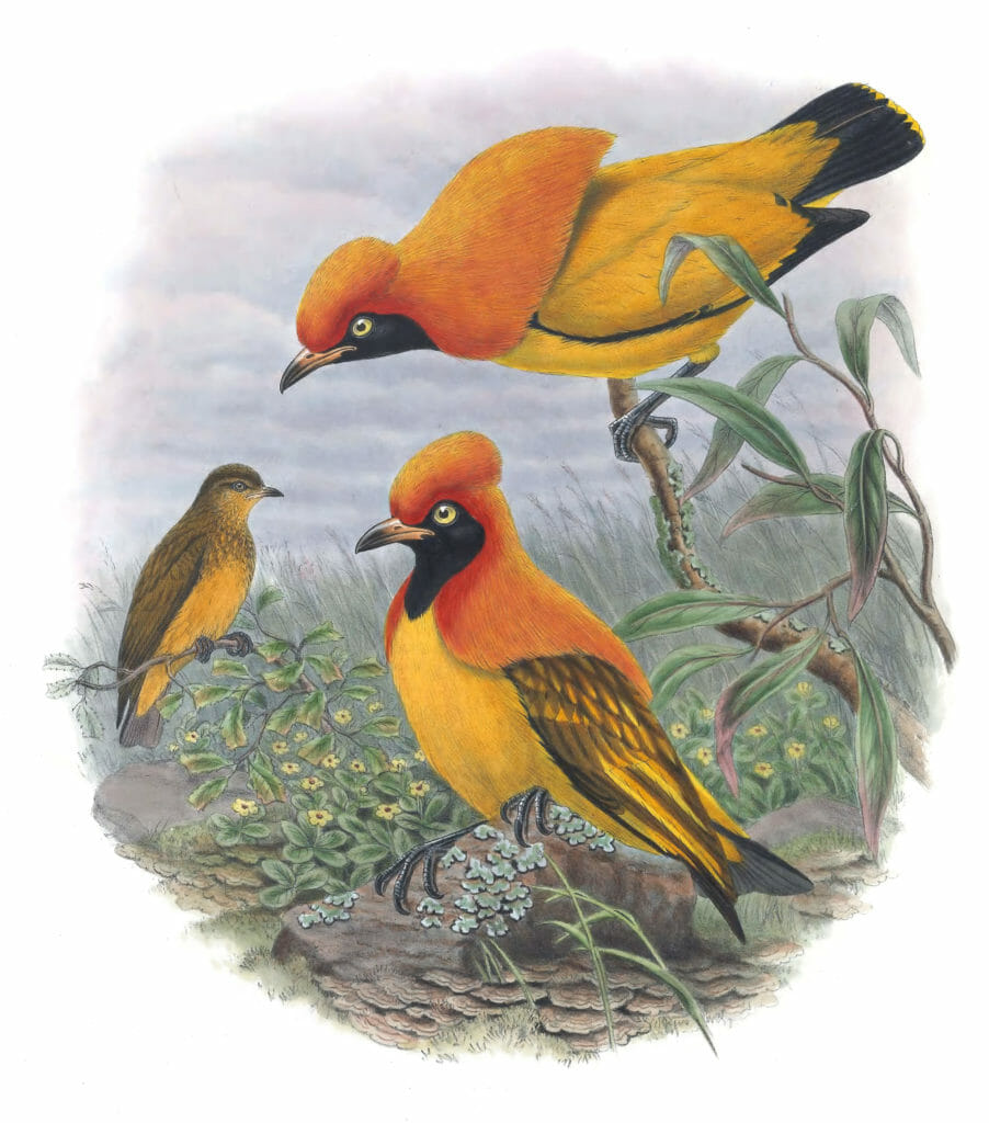 Golden-Bird-Of-Paradise-Xanthomelus-Aureus-Vintage-Illustration