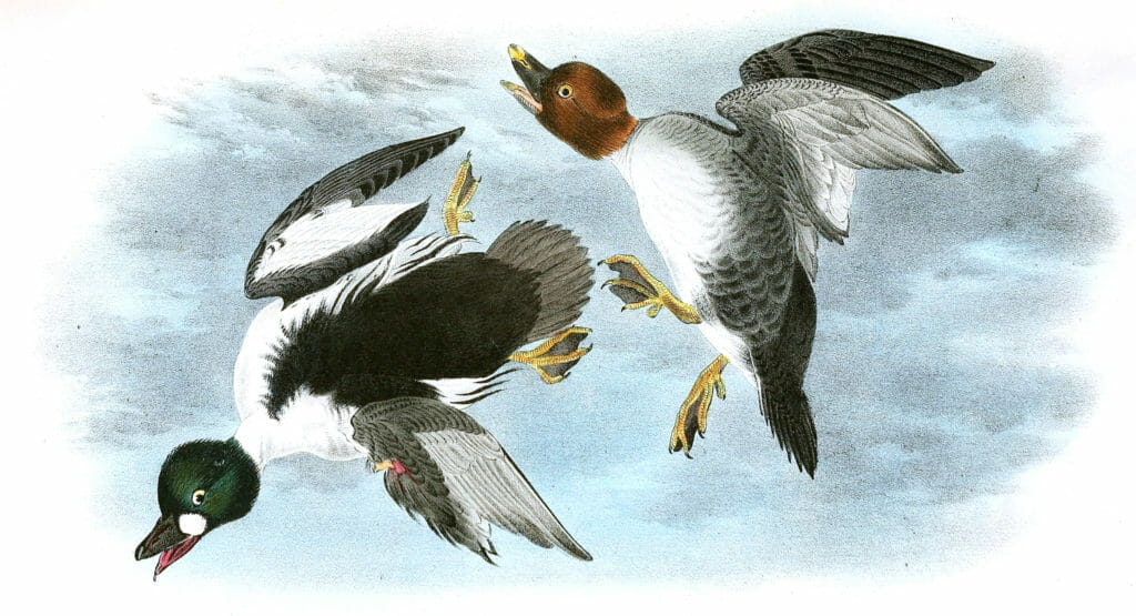 Golden Eye Duck Bird Vintage Illustrations