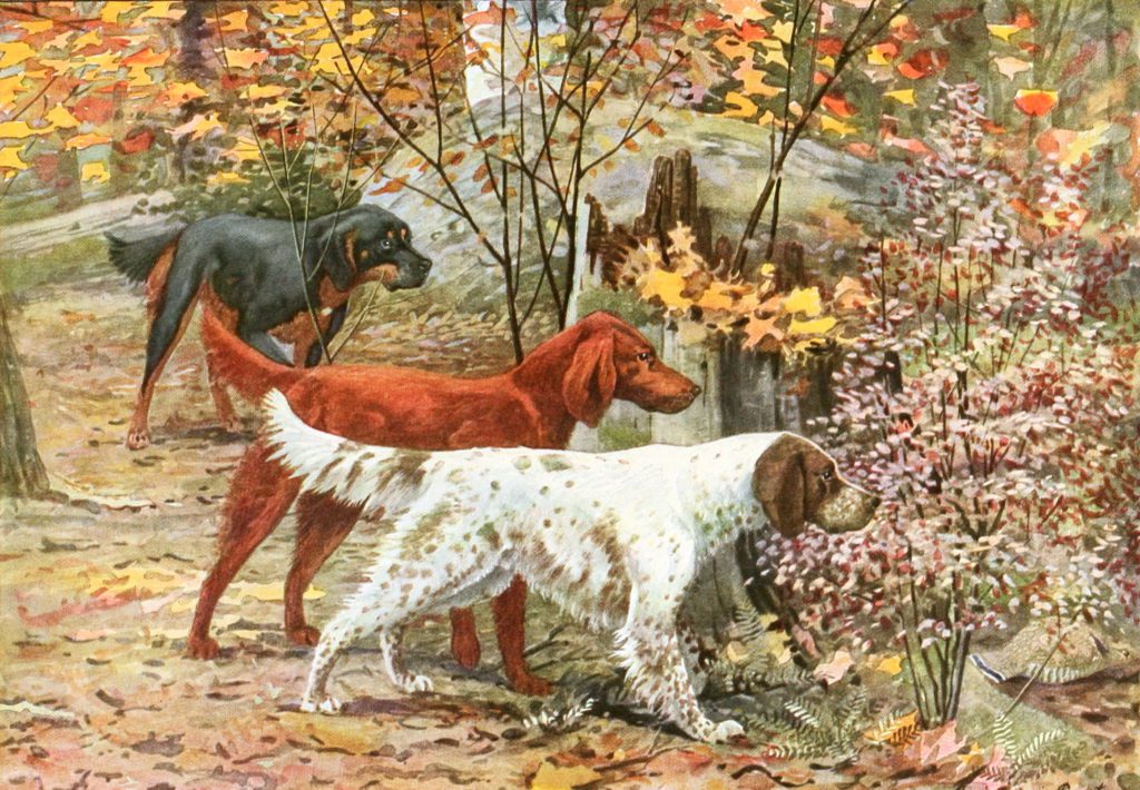 Gorden Setter Irish Setter and English Setter dogs Vintage Illustrations